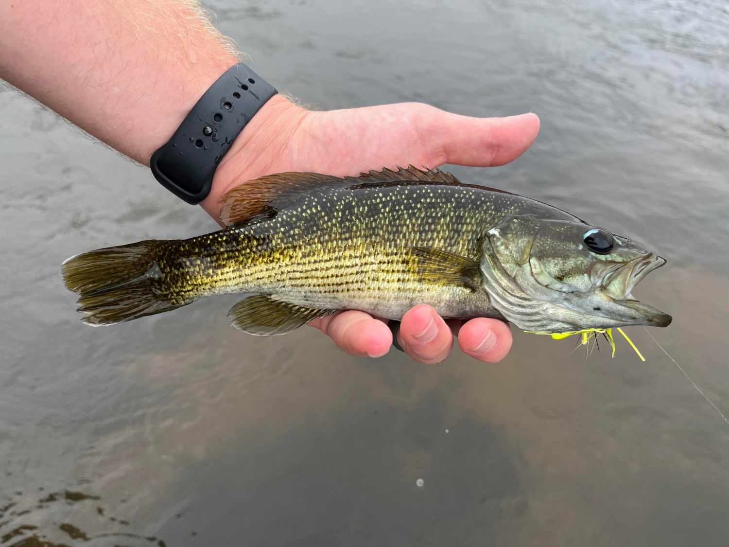 Species Profile Redeye Bass Mossy Oak